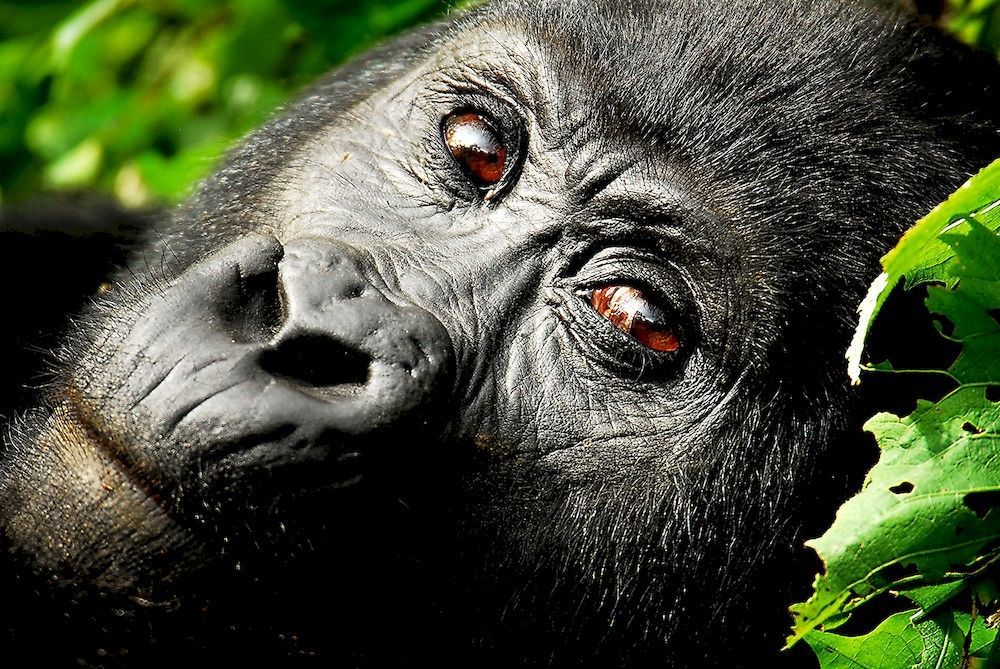 Sanctuary Gorilla Forest Camp 호텔 Ntungamo  외부 사진