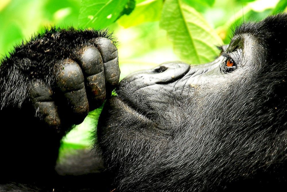 Sanctuary Gorilla Forest Camp 호텔 Ntungamo  외부 사진