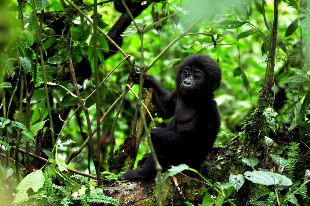 Sanctuary Gorilla Forest Camp 호텔 Ntungamo  외부 사진